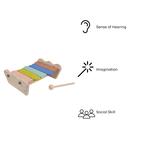 SCALLOP XYLOPHONE (COLOR)